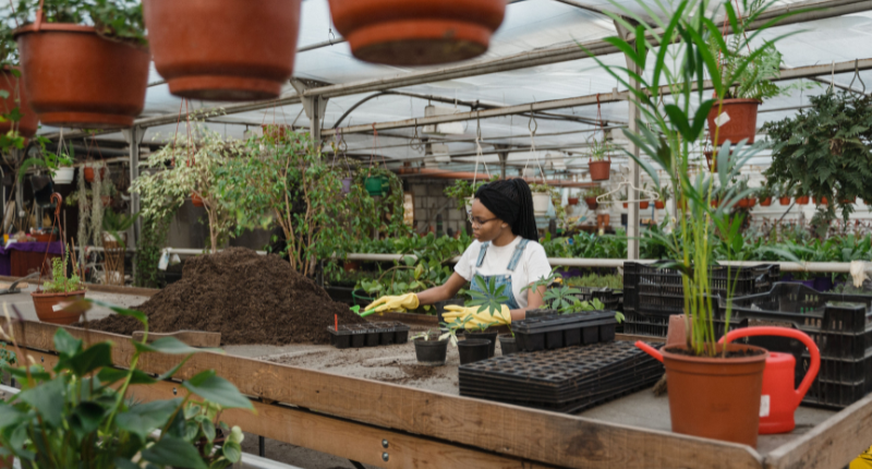 Propagating houseplant cuttings to sell for extra money at home
