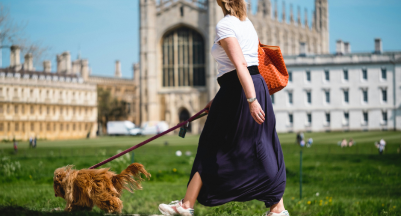 Pet sitting is an easy side hustle for college students to start quickly